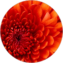 Eddie Kollross profile picture